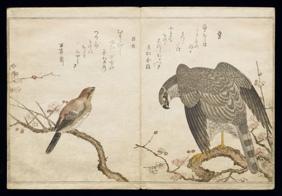 Vol.2 f.1 Falcon po prawej, byczy dzierzba po lewej, z albumu „Birds versus in Humorous Songs”, 1791 (kolorowy drzeworyt) autorstwa Kitagawa Utamaro