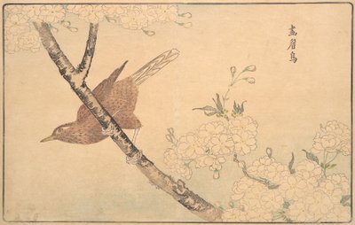 Szary drozd, 1789. autorstwa Kitao Masayoshi