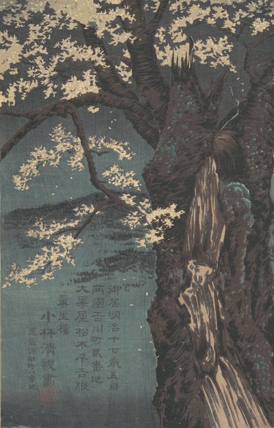 Wiśniowe drzewo, datowane na 1874 rok. autorstwa Kobayashi Kiyochika