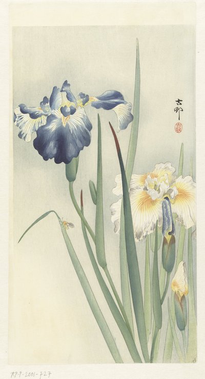 Irysy autorstwa Ohara Koson