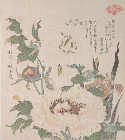 Piwonie i Irys, XIX wiek. autorstwa Kubo Shunman