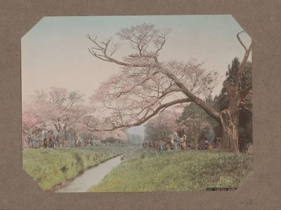 Ludzie i kwiaty wiśni po obu stronach strumienia w Koganei, Tokio, Japonia autorstwa Kusakabe Kimbei