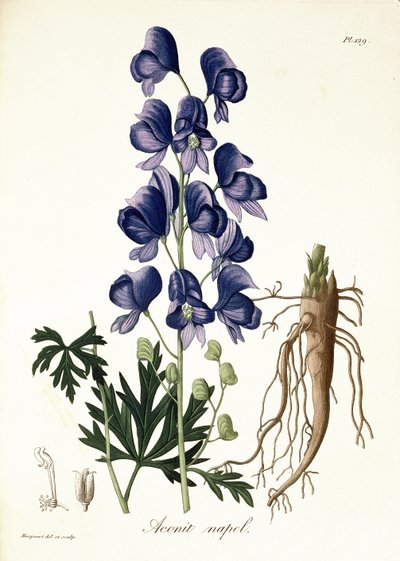 Aconitum Napellus z „Phytographie Medicale” Josepha Roquesa (1772-1850), opublikowana w 1821 r. autorstwa L.F.J. Hoquart