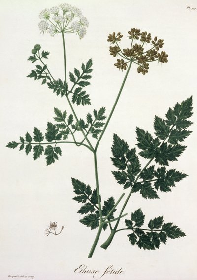 Aethusa Cynapium z „Phytographie Medicale” Josepha Roquesa (1772-1850), opublikowana w 1821 r. autorstwa L.F.J. Hoquart