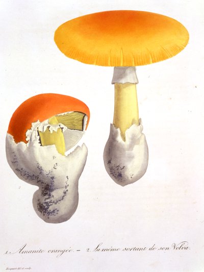 Amanita Caesarea z „Photographie Medicale” Josepha Roquesa (1772-1850), opublikowana w 1821 r. autorstwa L.F.J. Hoquart