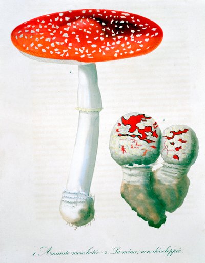 Amanita Muscaria Muchomor muchomor, 1821 autorstwa LFJ Hoquart
