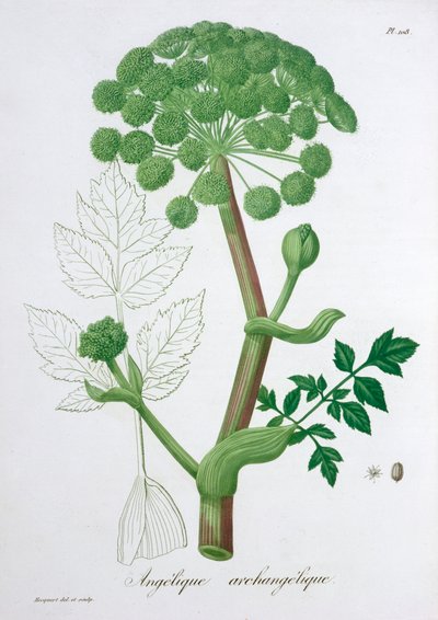 Angelica Archangelica Ogród Angelica, 1821 autorstwa LFJ Hoquart