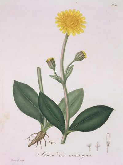 Arnica Montana z "Phytographie Medicale" autorstwa Josepha Roquesa (1772-1850), opublikowanej w 1821 r. autorstwa L.F.J. Hoquart