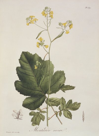 Brassica nigra z "Phytographie Medicale" autorstwa Josepha Roquesa (1772-1850), opublikowanej w 1821 r. autorstwa L.F.J. Hoquart