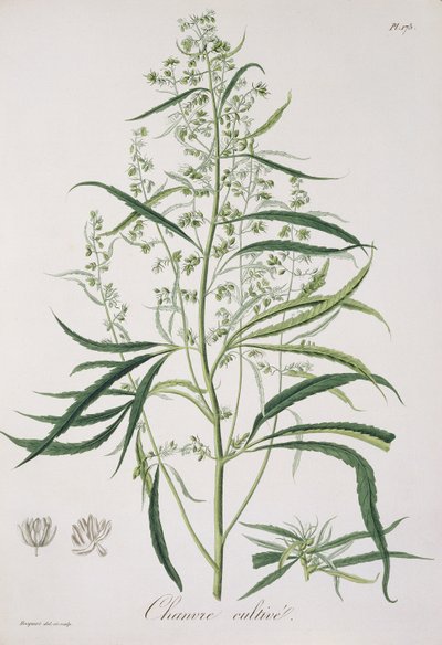 Cannabis Sativa z „Phytographie Medicale” Josepha Roquesa (1772-1850), opublikowana w 1821 r. autorstwa L.F.J. Hoquart