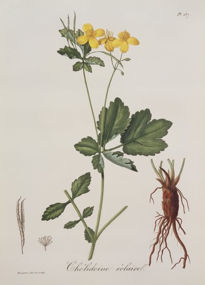 Chelidonium Majus z Photographie Medicale Josepha Roquesa (1772-1850), wydana w 1821 r. autorstwa L.F.J. Hoquart