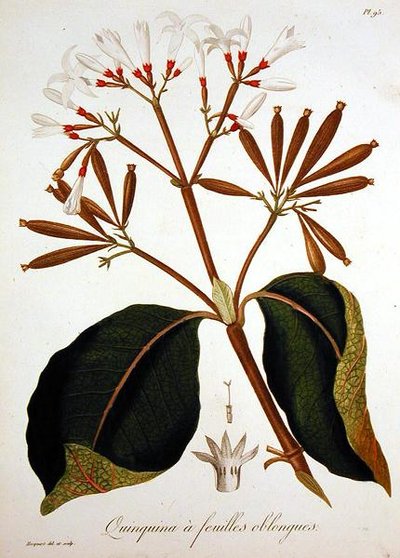 Cinchona z „Phytographie Medicale” Josepha Roquesa (1772-1850), wydana w 1821 r. (rycina) autorstwa L.F.J. Hoquart