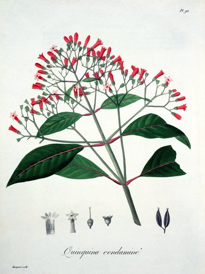 Cinchona z „Phytographie Medicale” Josepha Roquesa (1772-1850), opublikowana w 1821 r. autorstwa L.F.J. Hoquart