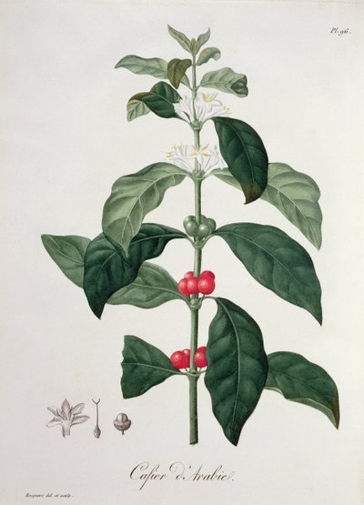 Coffea Arabica z „Phytographie Medicale” Josepha Roquesa (1772-1850), opublikowana w 1821 r. autorstwa L.F.J. Hoquart