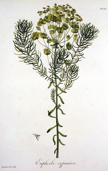 Euphorbia Cyparissias z „Phytographie Medicale” Josepha Roquesa (1772-1850), opublikowana w 1821 r. (rycina) autorstwa L.F.J. Hoquart
