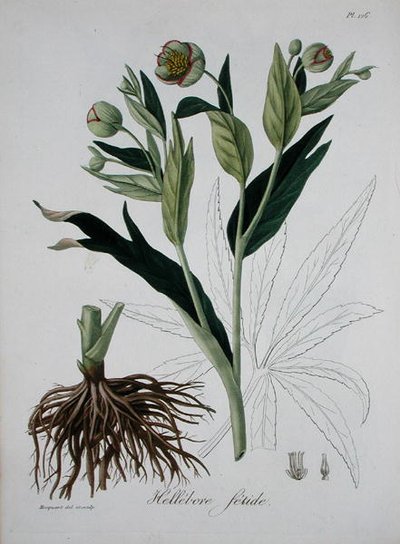 Helleborus Foetidus z „Phytographie Medicale” Josepha Roquesa (1772-1850), wydanej w 1821 r. (rycina) autorstwa L.F.J. Hoquart