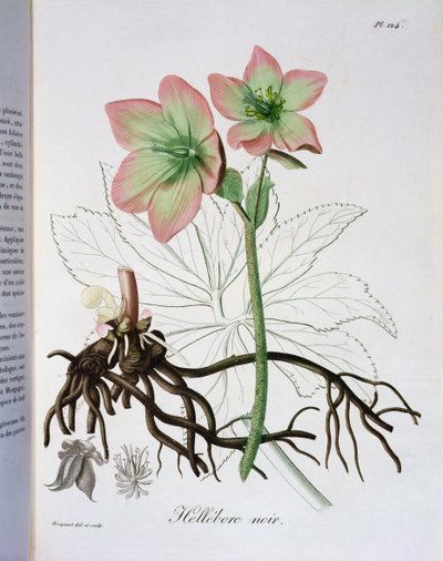 Helleborus Niger z „Phytographie Medicale” Josepha Roquesa (1772-1850), wydanej w 1821 r. autorstwa L.F.J. Hoquart