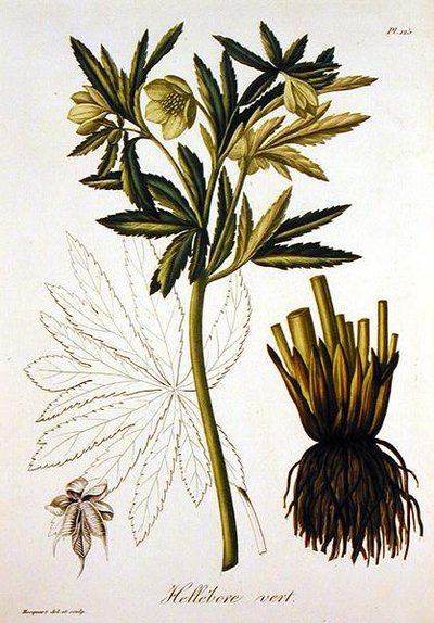 Helleborus Viridis z „Phytographie Medicale” Josepha Roquesa (1772-1850), wydanej w 1821 r. (rycina) autorstwa L.F.J. Hoquart