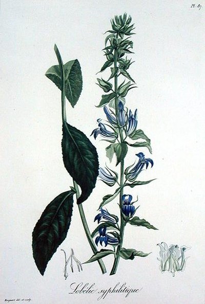 Lobelia Siphilitica z „Phytographie Medicale” Josepha Roquesa (1772-1850), wydana w 1821 r. (rycina) autorstwa L.F.J. Hoquart