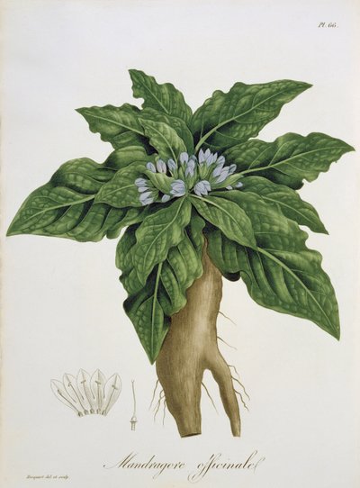 Mandragora Officinarum z "Phytographie Medicale" autorstwa Joseph Roques (1772-1850), opublikowana w 1821 r. autorstwa L.F.J. Hoquart