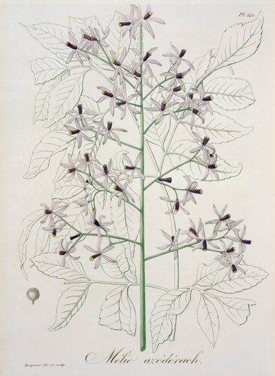 Melia Azedarach z „Phytographie Medicale” Josepha Roquesa (1772-1850), wydanej w 1821 r. autorstwa L.F.J. Hoquart