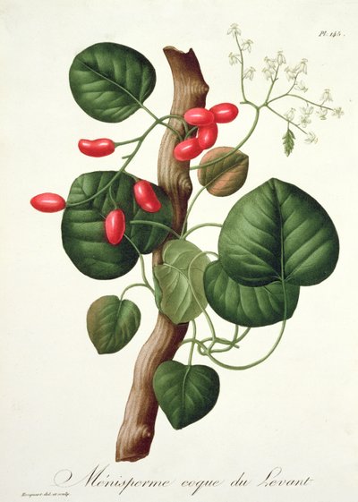 Menispermum z „Phytographie Medicale” Josepha Roquesa (1772-1850), wydanej w 1821 r. autorstwa L.F.J. Hoquart