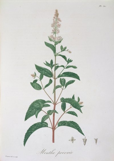 Mentha Piperita z „Phytographie Medicale” Josepha Roquesa (1772-1850), opublikowana w 1821 r. autorstwa L.F.J. Hoquart