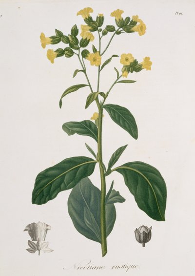 Nicotiana z „Phytographie Medicale” Josepha Roquesa (1772-1850), wydanej w 1821 r. autorstwa L.F.J. Hoquart