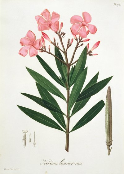 Oleander z „Phytographie Medicale” Josepha Roquesa (1772-1850), opublikowany w 1821 r. autorstwa L.F.J. Hoquart