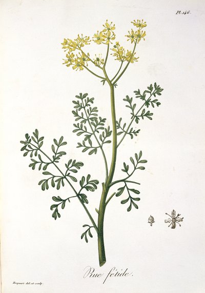 Rue z „Phytographie Medicale” Josepha Roquesa (1772-1850), wydanej w 1821 r. autorstwa L.F.J. Hoquart