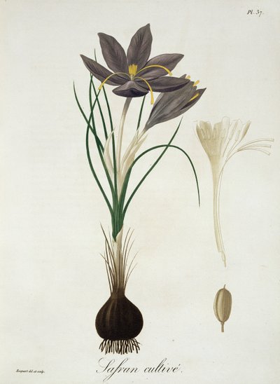 Szafran krokus z „Phytographie Medicale” Josepha Roquesa (1772-1850), opublikowana w 1821 r. autorstwa L.F.J. Hoquart