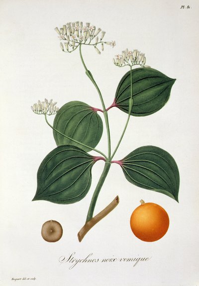 Strychnos nux vomica z „Phytographie Medicale” Josepha Roquesa (1772-1850), wydanej w 1821 r. autorstwa L.F.J. Hoquart