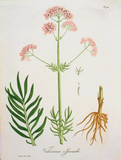 Walerian z „Phytographie Medicale” Josepha Roquesa (1772-1850), wydanej w 1821 r. autorstwa L.F.J. Hoquart