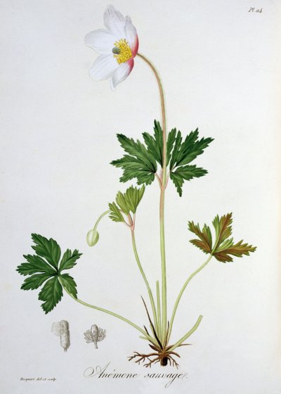 Zawilec leśny z „Phytographie Medicale” Josepha Roquesa (1772-1850), opublikowany w 1821 r. autorstwa L.F.J. Hoquart