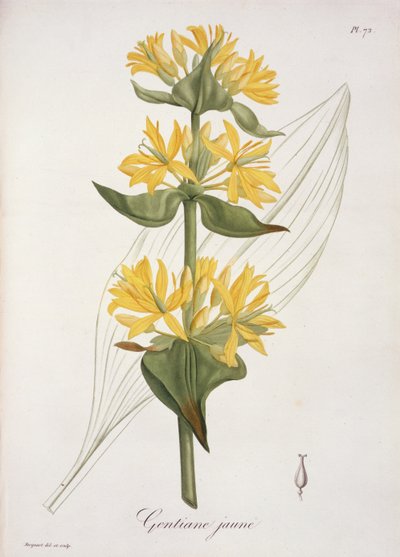 Goryczka żółta z „Phytographie Medicale” Josepha Roquesa (1772-1850), opublikowana w 1821 r. autorstwa L.F.J. Hoquart