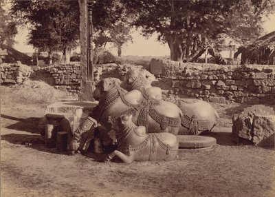 Byki lub nadieżdy z ozdobnymi rzeźbieniami, widok z boku, Warangal, Hyderabad, Deccan autorstwa Lala Deen Dayal