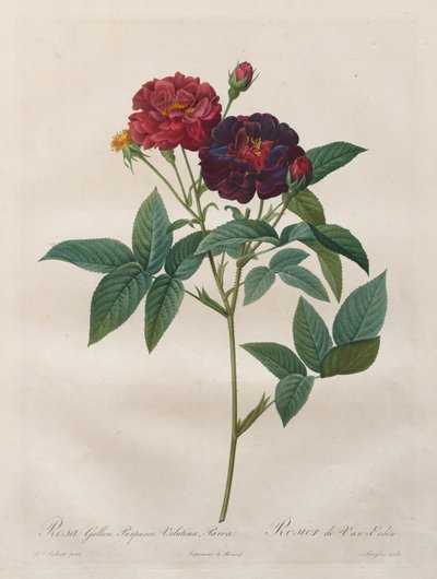 Róże: Rosa Gallica Purpurea Velutina Parva, 1817-1824. autorstwa Langlois