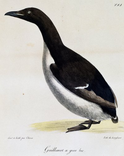 Guillemot Brunnicha z „Malownicza podróż dookoła świata” autorstwa Langlume Langlume