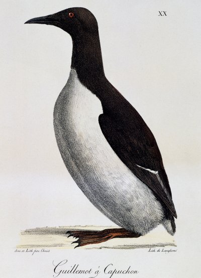 Pospolity Guillemot (Uria aalge), z malowniczej podróży dookoła świata autorstwa Langlume Langlume