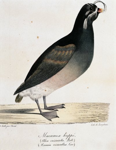 Crested Auklet (Aethia cristatella), z „Malownicza podróż dookoła świata” autorstwa Langlume Langlume
