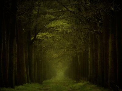 Ścieżka w ciemnym lesie autorstwa Lars van de Goor †