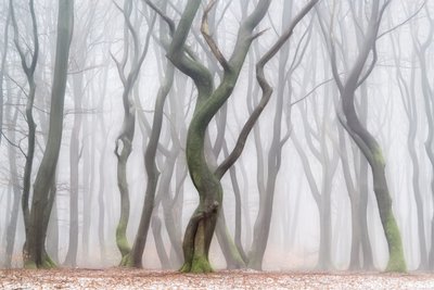 Niesamowity zimowy las autorstwa Lars van de Goor †
