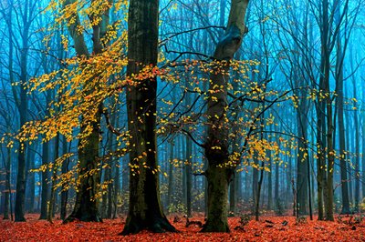  autorstwa Lars van de Goor †