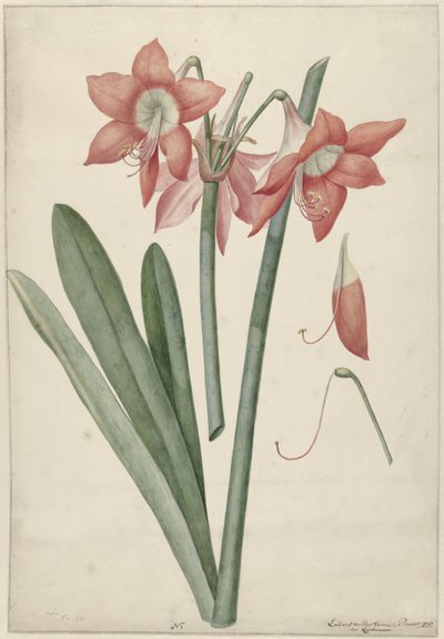 Amarylis Haoorthia Margaritiferas autorstwa Laurens Jacobsz. van der Vinne
