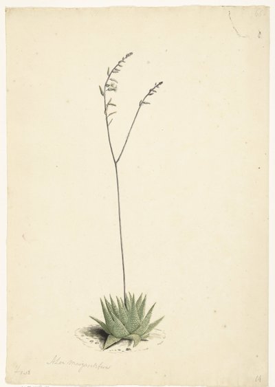 Kwitnący Aloes autorstwa Laurens Vincentsz. van der Vinne