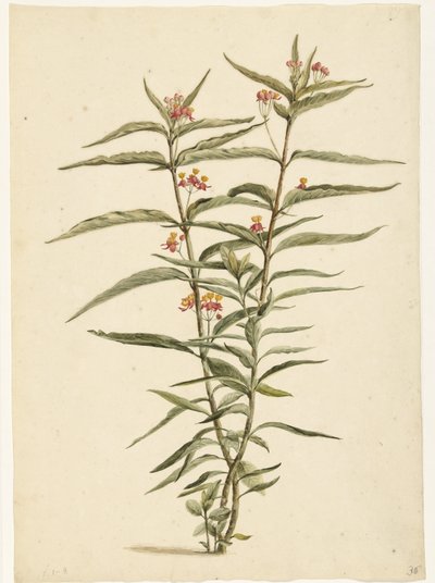 Kwitnące ziele dziurawca zwyczajnego (Asclepias curassavica) autorstwa Laurens Vincentsz. van der Vinne