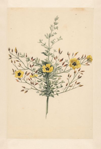 Niebiańska róża autorstwa Laurens Vincentsz. van der Vinne