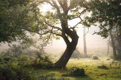  autorstwa Lee Cooper