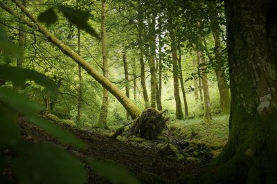  autorstwa Lee Cooper