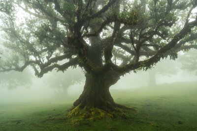  autorstwa Lee Cooper